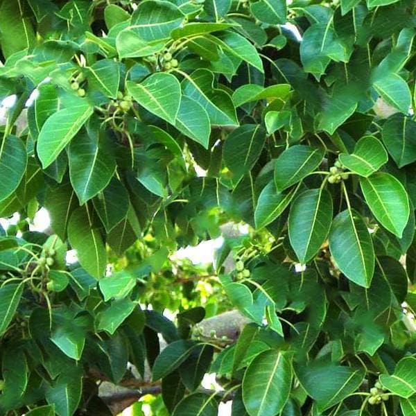 Ficus Amplissima, Ficus Indica Willd, Ficus Tsiela Roxb, Piper, Pipali - Plant