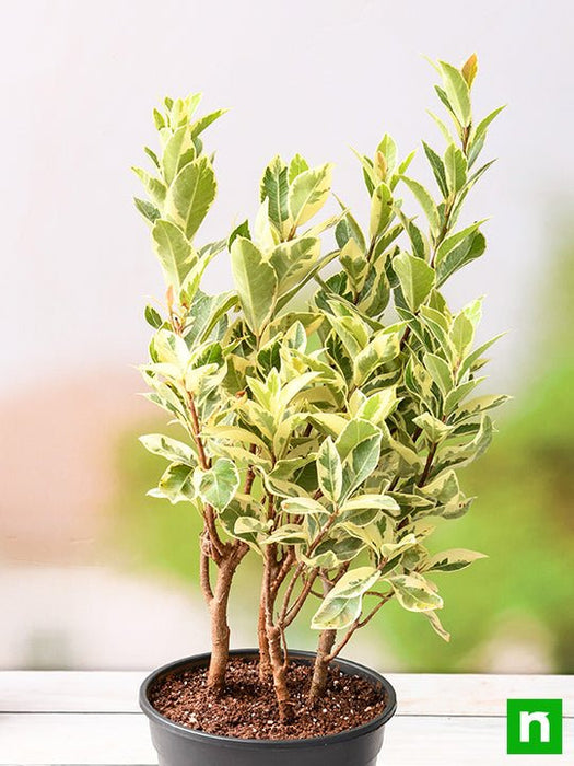 Ficus Safari, Ficus benjamina - Plant