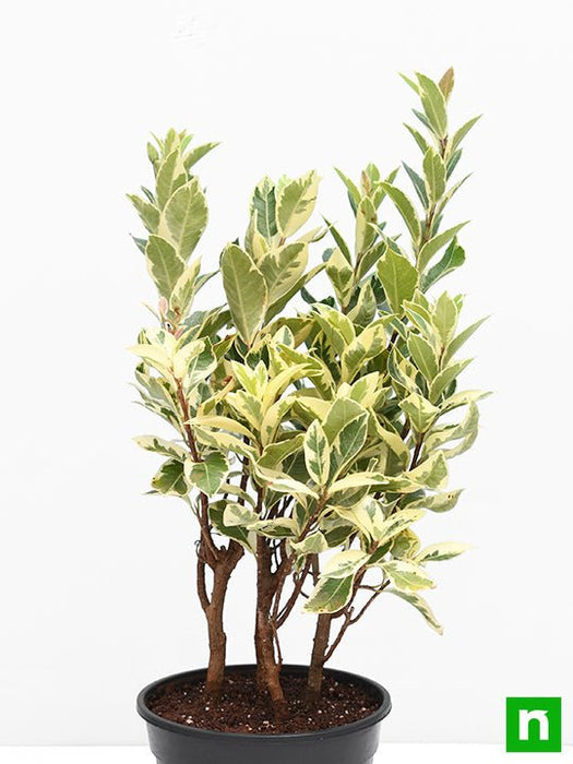 Ficus Safari, Ficus benjamina - Plant