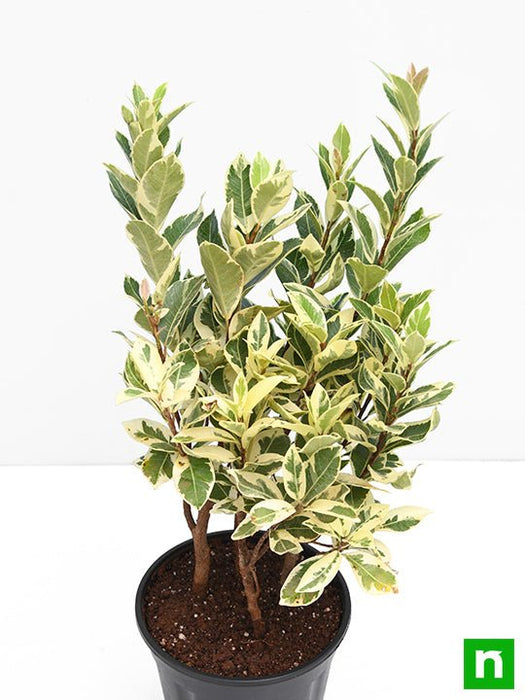 Ficus Safari, Ficus benjamina - Plant