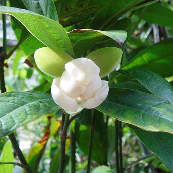 Kavati Chafa, Magnolia liliifera - Plant