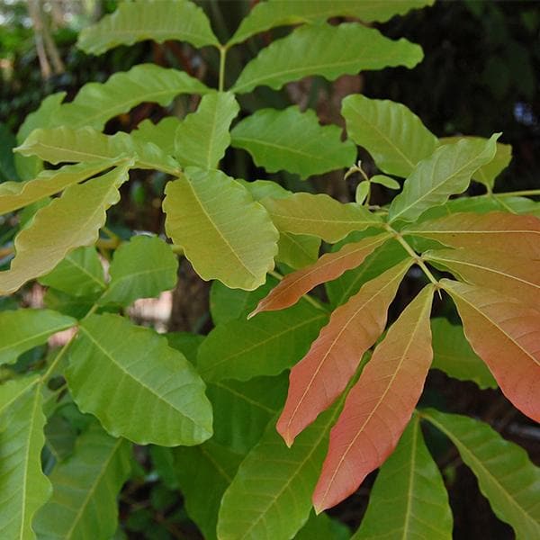 Kusum Tree, Ceylon Oak - Plant