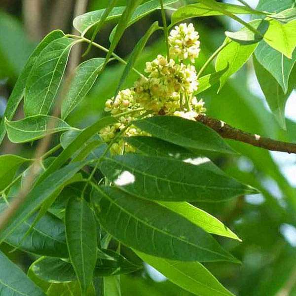 Mahogany Plant, Swietenia macrophylla - Plant