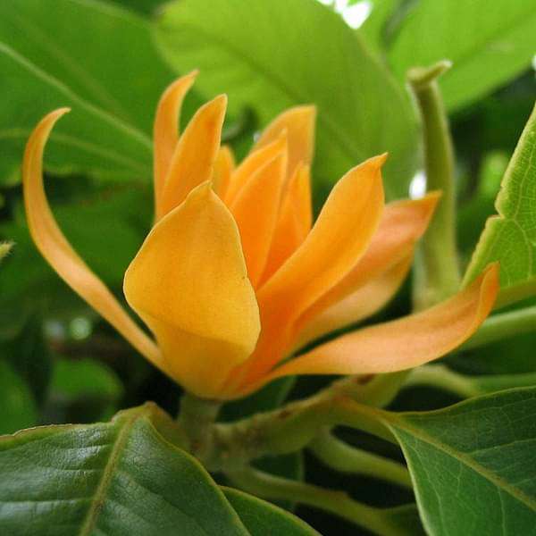 Michelia Champa, Son Champa ( Orange, Grown Through Seed ) - Plant