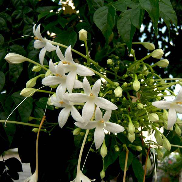 Tree Jasmine, Millingtonia Hortensis - Plant