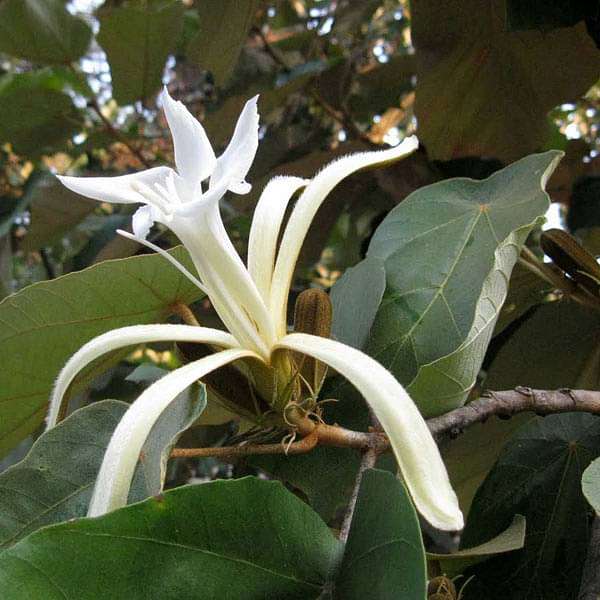 Muchkund, Karnikar - Plant