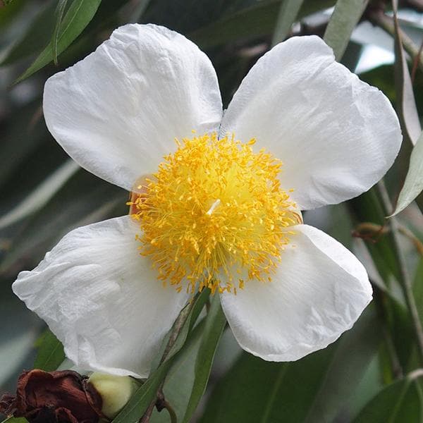 Nagkeshar, Mesua Ferrea - Plant