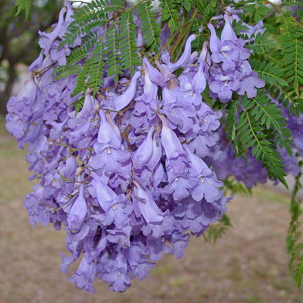 Neel Mohar, Jacaranda Mimosifolia - Plant