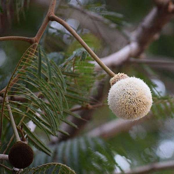 Parkia biglandulosa (Badminton Ball Tree) - Plant