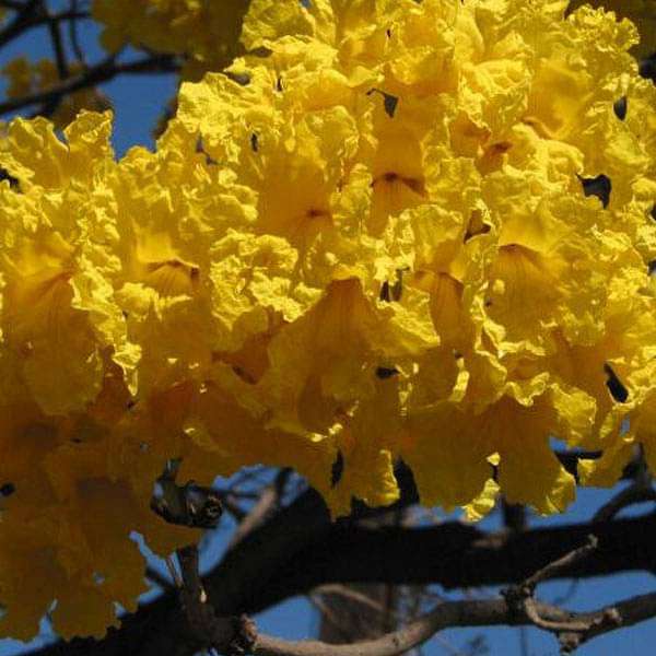 Tabebuia argentea, Tecoma argentea - Plant