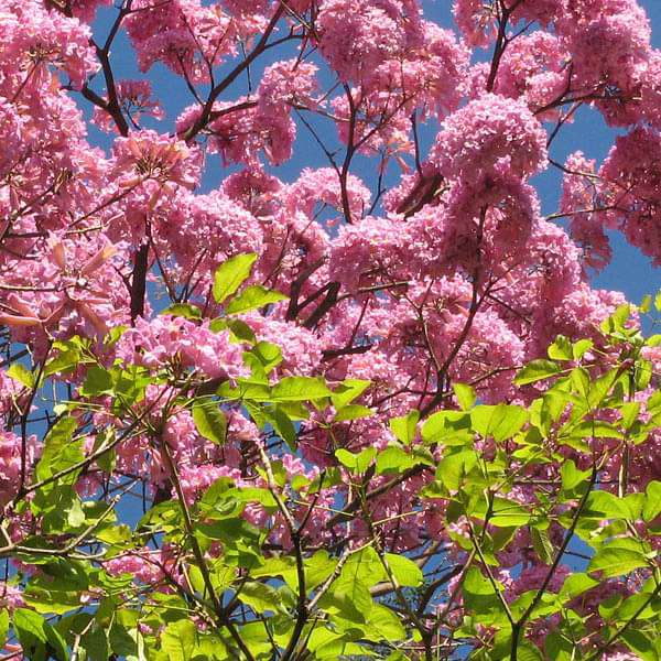 Tabebuia avellanedae, Pink Trumpet - Plant