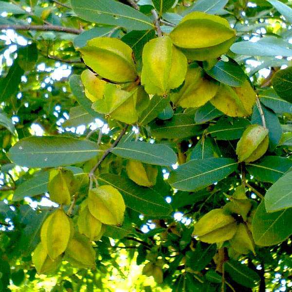 Terminalia Arjuna, Arjun - Plant