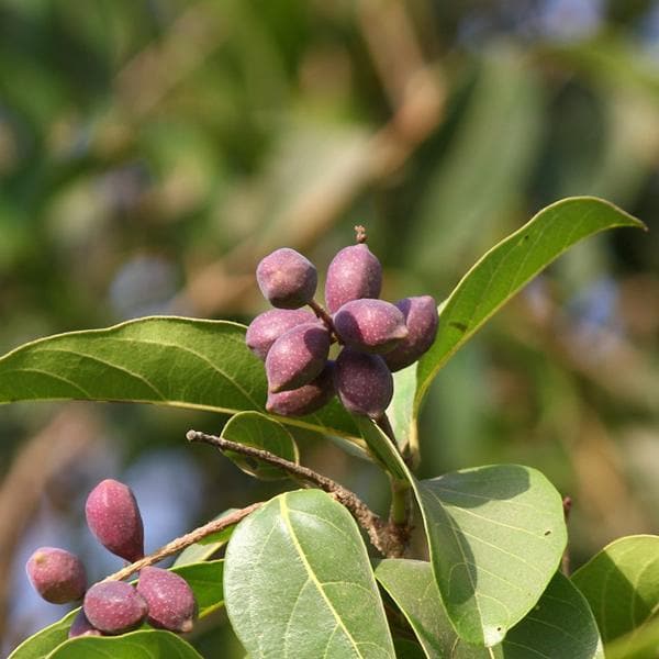 Hirada, Terminalia Chebula - Plant