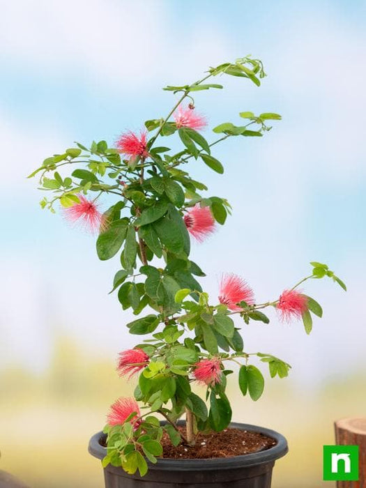 Powder Puff Plant, Calliandra - Plant