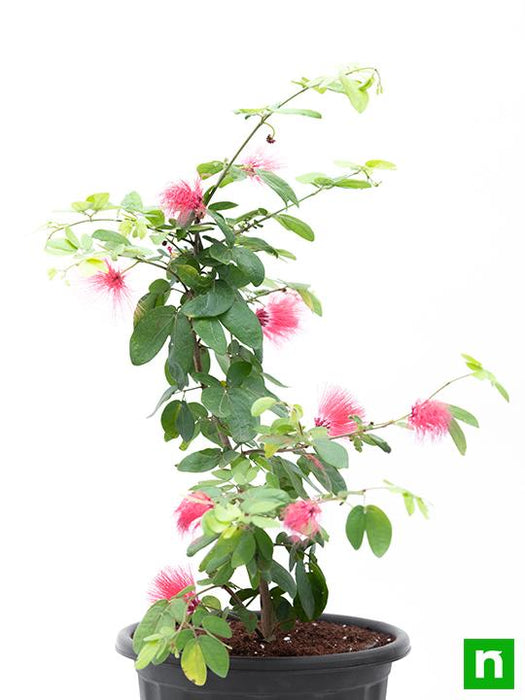 Powder Puff Plant, Calliandra - Plant