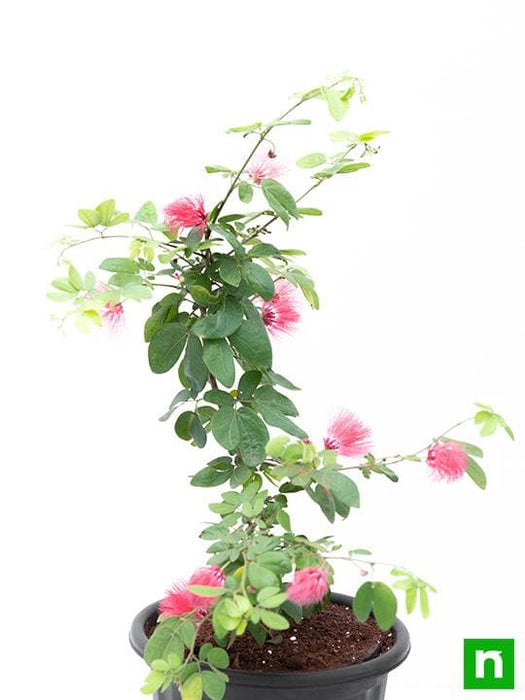 Powder Puff Plant, Calliandra - Plant