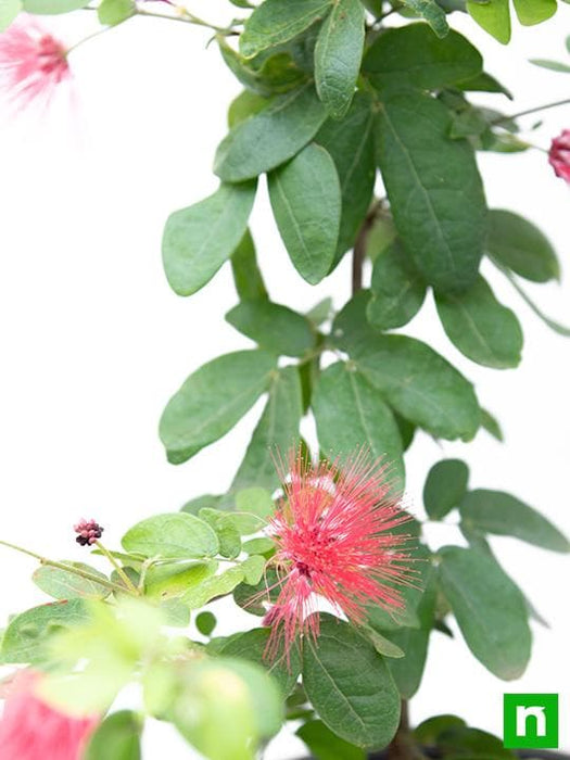 Powder Puff Plant, Calliandra - Plant