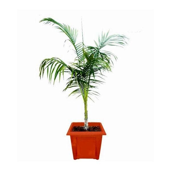 Royal Palm, Roystonea regia - Plant