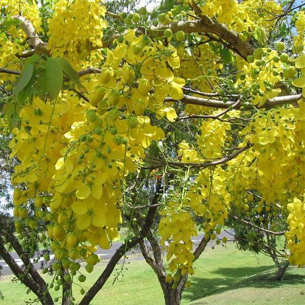 Cassia fistula, Golden shower Tree, Bahava - Plant