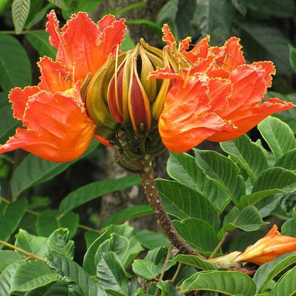 Spathodea Campanulata, Fountain Tree - Plant