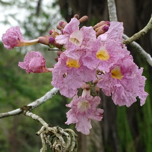 Tabebuia Rosea, Savannah Oak - Plant