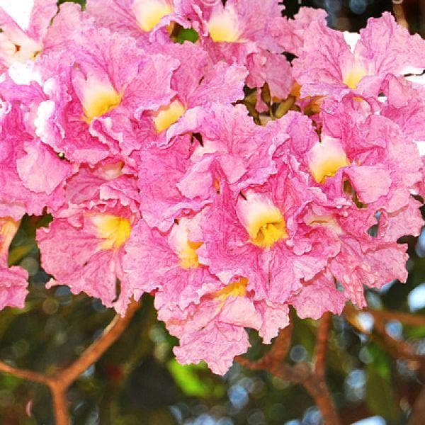 Tabebuia Rosea, Savannah Oak - Plant