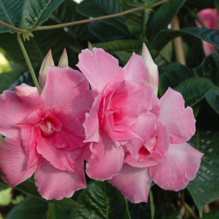 Mandevilla Pink Double - Creepers & Climbers