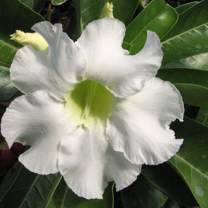 Adenium  White - Flowering Plants