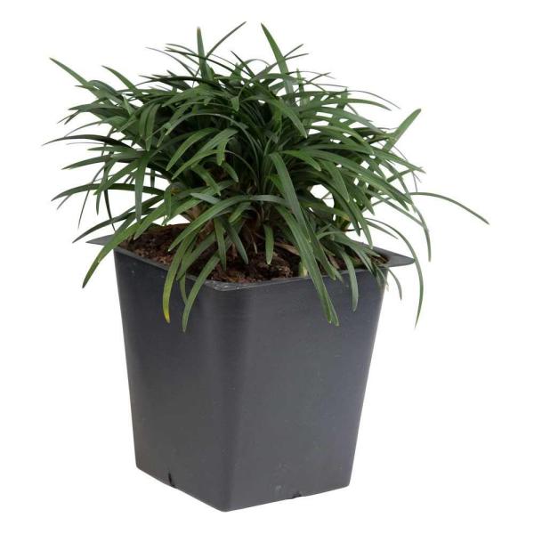 Mondo Grass Dwarf - Ornamental Plants