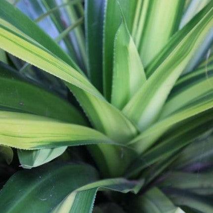 Striking Variegated Pandanus Dubius 'Fat Boy' Plant for Sale