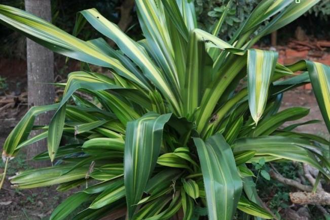 Striking Variegated Pandanus Dubius 'Fat Boy' Plant for Sale