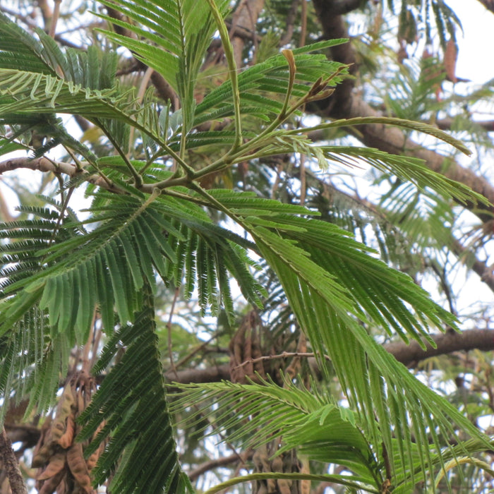 Bring Home the Majestic Badminton Ball Tree: Parkia Biglandulosa Plant for Sale