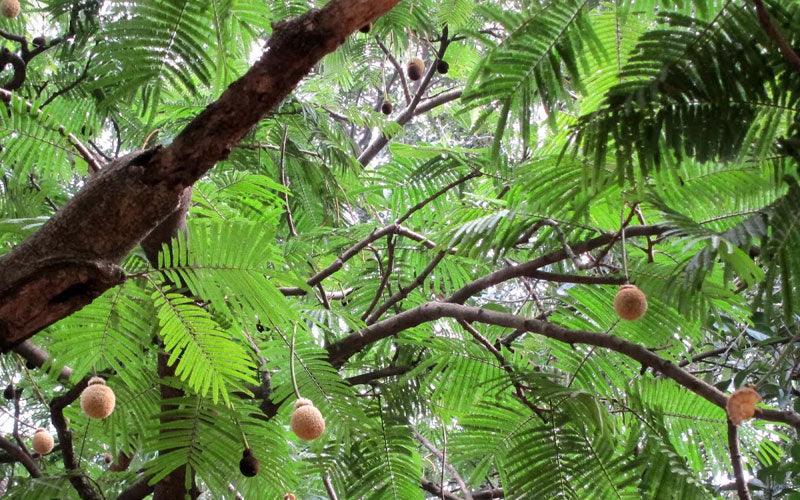 Bring Home the Majestic Badminton Ball Tree: Parkia Biglandulosa Plant for Sale