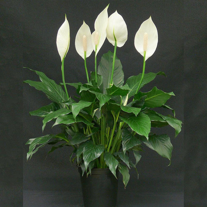 Peace Lily/Spathiphyllum Macrophyllum - Indoor Air-Purifying