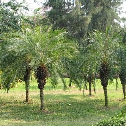 Buy the Stunning Phoenix roebelenii - The Perfect Miniature Date Palm for Your Garden!