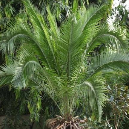 Buy Phoenix Rupicola, Cliff Date Palm, East Indian Wine Palm, Indian Date Palm & Wild Date Palm Trees Online - Fresh from Nursery