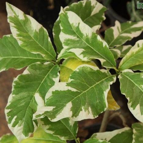 Bring Home the Beautiful Variegated Pisonia Plant - Pisonia alba variegated for Sale