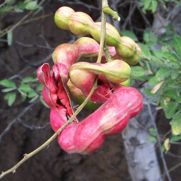 Buy Jungle Jalebi (Pithecellobium Dulce) - Sweet and Unique Plant for Sale