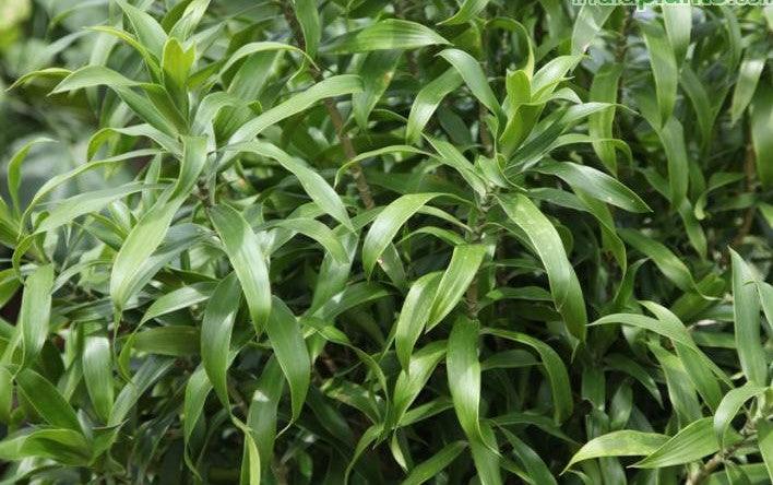 Buy Pleomele Reflexa - The Majestic and Low Maintenance Houseplant