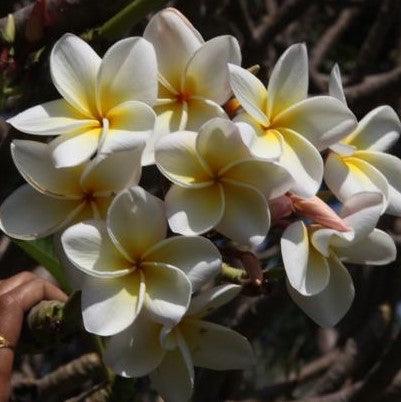 Beautiful Frangipani Collection | Plumeria acutifolia, Champa Yellow and White, West Indian Jasmine, Temple Tree Available for Sale