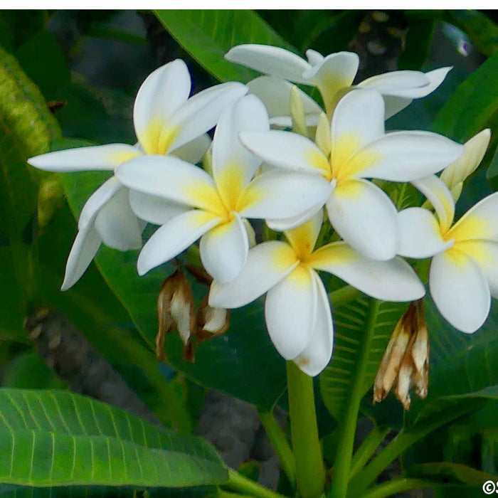 Beautiful White Plumeria Alba Plant for Sale