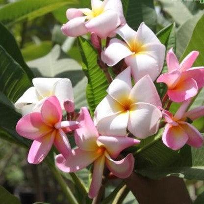 Beautiful Light Pink Frangipani Tree - Plumeria Rubra Light Pink 5 for Sale