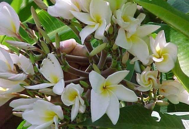 Beautiful Yellow Plumeria Rubra (Frangipani) Trees - Temple Tree for Your Garden