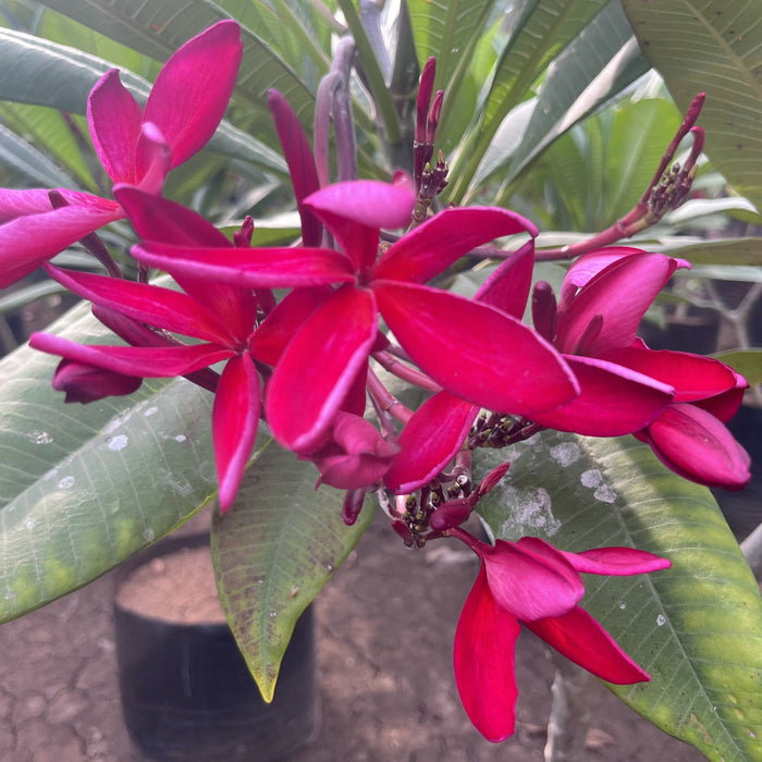 Beautiful Dark Pink 08 Plumeria Tree - Frangipani, Temple Tree, Flor De Mayo - Buy Now