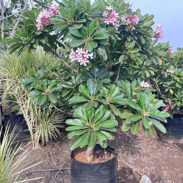 Buy the Beautiful Dwarf Pink Plumeria Singaporeensis Nana - Perfect for Small Gardens