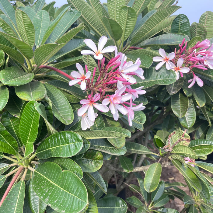 Buy the Beautiful Dwarf Pink Plumeria Singaporeensis Nana - Perfect for Small Gardens