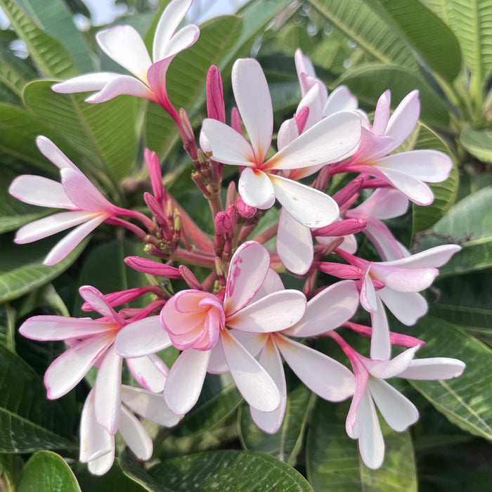 Buy the Beautiful Dwarf Pink Plumeria Singaporeensis Nana - Perfect for Small Gardens