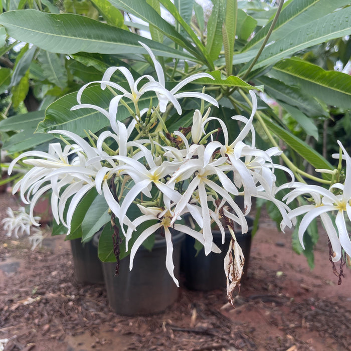 Discover the Beauty of Creeping Plumeria | P. stenopetala, P. stenophylla, Creeping Frangipani, and Creeping Temple Tree Trees for Sale