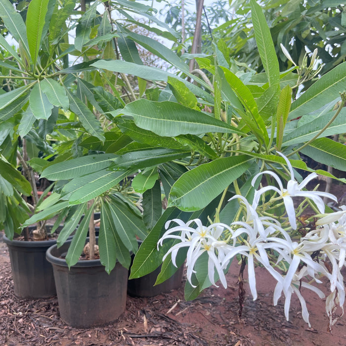 Discover the Beauty of Creeping Plumeria | P. stenopetala, P. stenophylla, Creeping Frangipani, and Creeping Temple Tree Trees for Sale