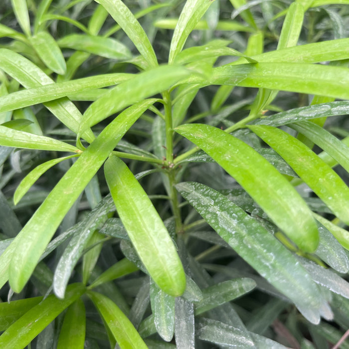 Podocarpus Plant for Sale | Transform Your Garden with This Elegant Evergreen